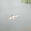 사동배수지 이미지