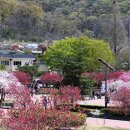 복사꽃피는마을 이미지