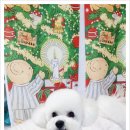 하이댕댕 펫살롱 | 태백강아지미용 하이 베이비 펫살롱 방문후기. 소통이 먼저였던 태백강아지미용.