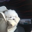 [공지] [내돈내산]강아지 이동 가방 후기 (카시트,유모차,이동가방)