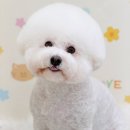 Grooming574 네이버블로그