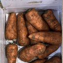 영농조합법인 그린제주 이미지