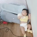 댕이맘마 이미지