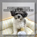 구름강아지 | 갑자기 시작된 강아지분리불안, 강아지백색소음 라니펫 구름팟 사용 후기