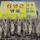 금산수삼센타7호