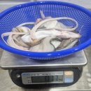 12월15일.뻘낙지,大새꼬막,절단꽃게,활붕장어,반건조삼치,하모샤브.회,건조중하,홍어회.건조배 이미지