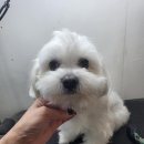 주견야DOG | 남양주애견샵 미용 잘해주시고 친절해서 좋았던 주견야DOG