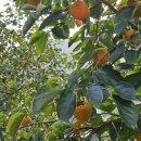 천석농장 이미지