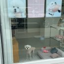 곱디곱개 이미지