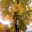 순흥통로 단풍나무 가로수길 | 1️⃣ 방구석 가을여행 : 은행나무 명소 1편