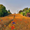 영희의 정원 이미지