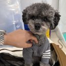 Pet.J | [🇻🇳나트랑 Day 1] 첫날 이렇게 돌면 실패 없음! |담시장 쇼핑→시내→스파 코스