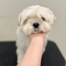 멈머링(mummuring) 이미지