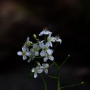 산방환담 이미지