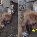 멍꿀잠 이미지