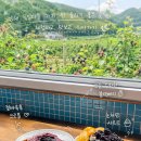 눈꽃 - 천안시 서북구 검은들3길 38 | 남해체험 섬농부의마르쉐 블랙베리 눈꽃빙수 후기