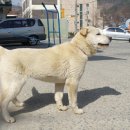 용이랑백호랑 - 안산시 단원구 강거래2길 6 | 용이랑백호랑