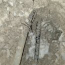 서안양덕타운 이미지