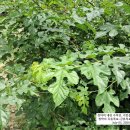 전첨 류세구묘역 이미지