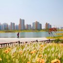 봄꽃 만개 김포 한강신도시 호수공원 산책 이미지