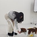 주식회사 반려동물 이미지