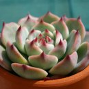 이쁜손톱