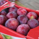 신태양농장 이미지