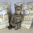 주자묘 공중화장실 | 먼지 없는 고양이 모래 찾다가 바꾼 세이오앙 고양이 카사바 모래 후기