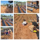 삼삼오오농장 이미지