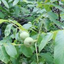 백련산농장 이미지