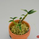 금치농장 이미지