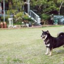 들안길애견펜션 이미지