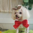 꽃보다개냥 이미지