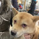 분평종합동물병원 네이버블로그