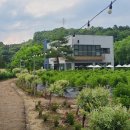 프레이밍 - 마포구 독막로19길 12 | 청주외곽 프레이밍 낭성카페 내돈내산 후기 수국축제 개화 정보