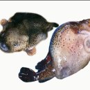 주문진알탕 이미지