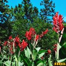 칸나(Canna)