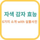 자색 감자 효능 이미지