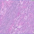 이비치 동물치과병원 이미지