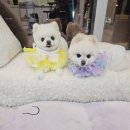 플러스 애견미용실 이미지