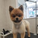 화려하개 이미지