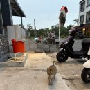 동강의낙원 | 3, 4일차 소류구 (흥륭거, 소류구, 소류구 자유 스노클링, 소류구 스쿠터, 동강터미널 수산시장 수석)