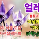 화야산얼레지#꽃사진잘찍는법#눈속의뽀루봉#식물도감#야생화의여왕 이미지