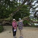 2026 0804 화요일 안동 도산서원 채화정 병산서원 화회마을 이미지