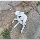 전주운전학원/전주운전면허학원/도로주행코스 쉬운 전주자동차운전학원/아시아운전학원 이미지