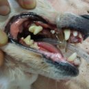 피닉스동물병원 이미지