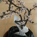 부경흑돼지구이 이미지