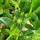 마루김밥 이미지