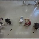 보니더펫 이미지