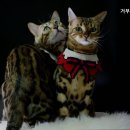 거부기동물병원